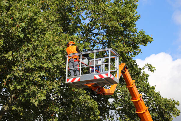 Reliable Rockledge, FL Tree Removal and Landscaping Services Solutions